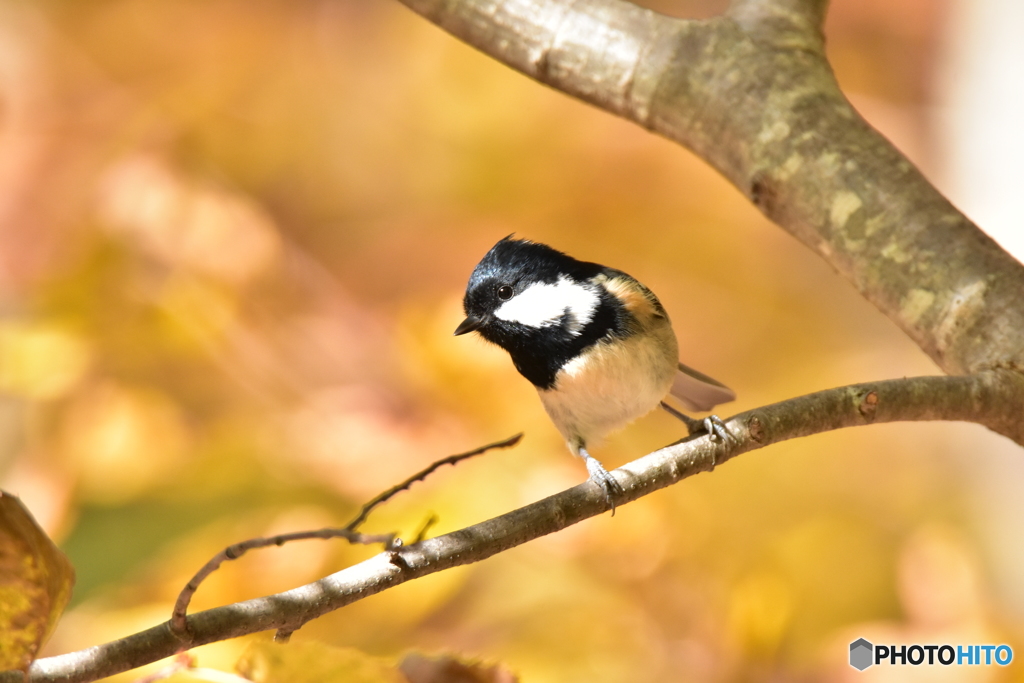 黄金色に包まれて