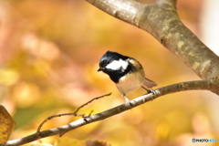 黄金色に包まれて