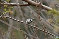 芽吹きを待つエナガ