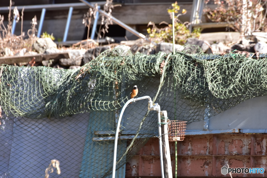 空き地を闊歩するジョウビタキ ①