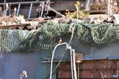 空き地を闊歩するジョウビタキ ① 空き地を闊歩するジョウビタキ ①