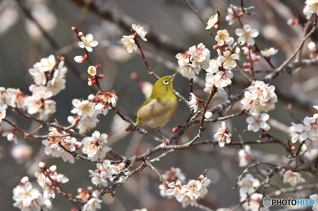 でも、お花見はしたいのだ