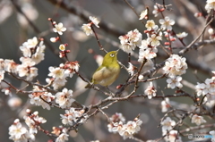 でも、お花見はしたいのだ