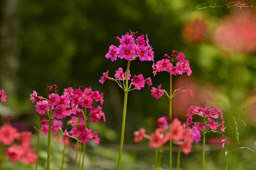 Primula japonica