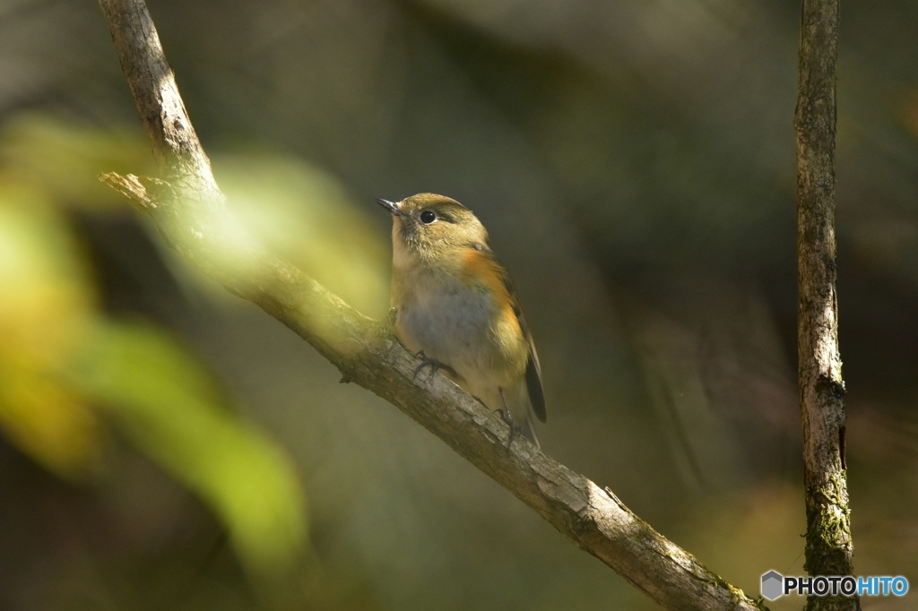 こう見えても雄です？