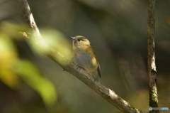 こう見えても雄です？