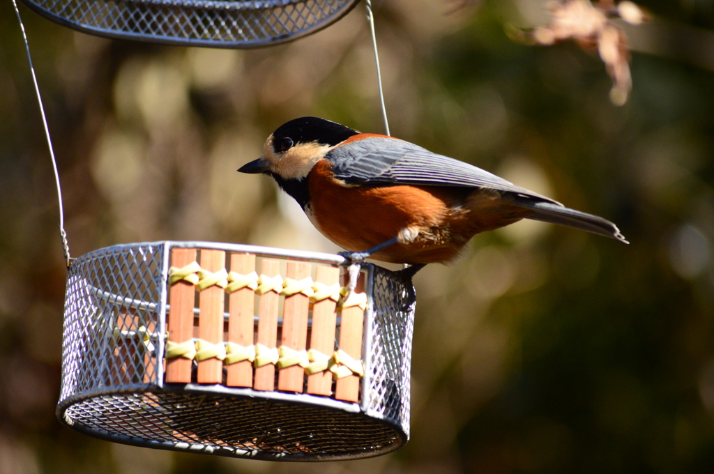 種が少ないですよ～
