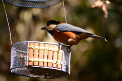 種が少ないですよ～