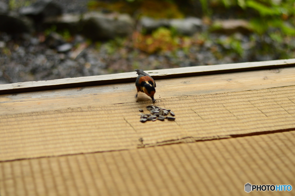 座敷ヤマガラ ピー助④