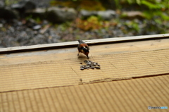 座敷ヤマガラ ピー助④