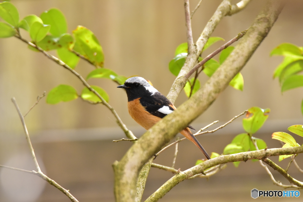 僕を忘れないで