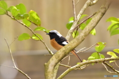 僕を忘れないで 僕を忘れないで