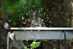 お風呂は好きだよ ②