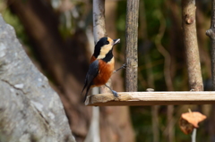 まめまめしいヤマガラ