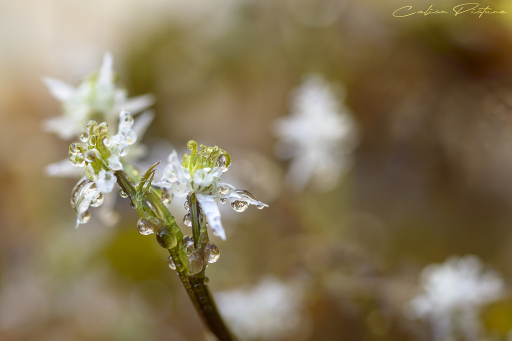 朝露と芹葉黄連