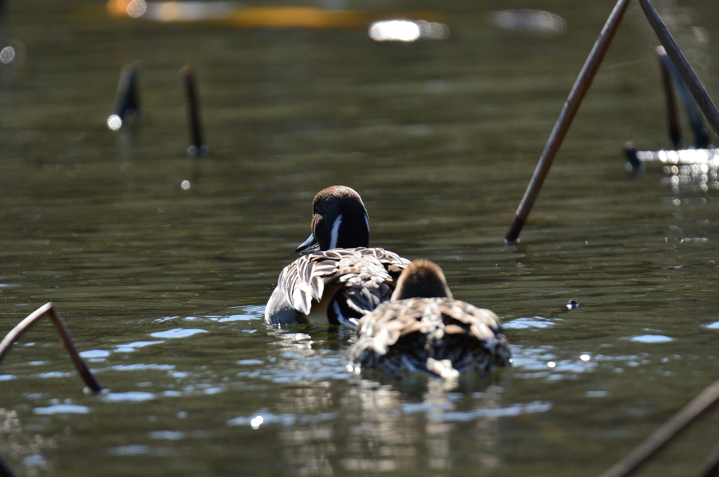 ついて来なさい