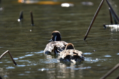 ついて来なさい