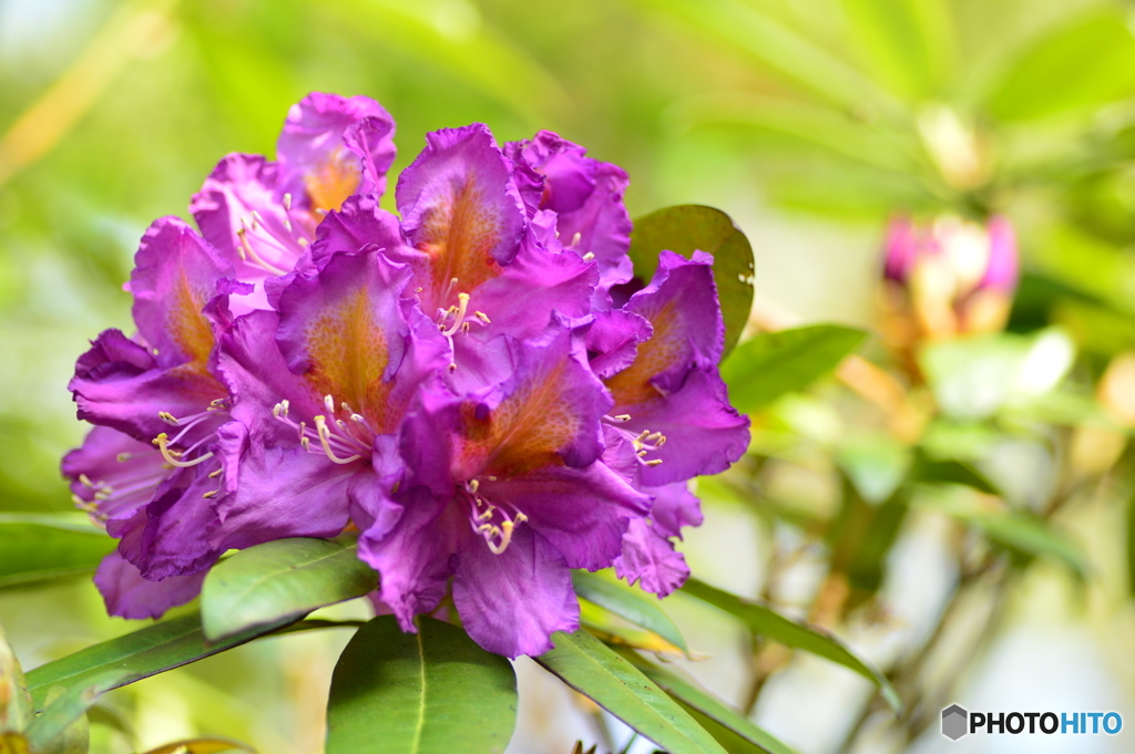 大輪の花