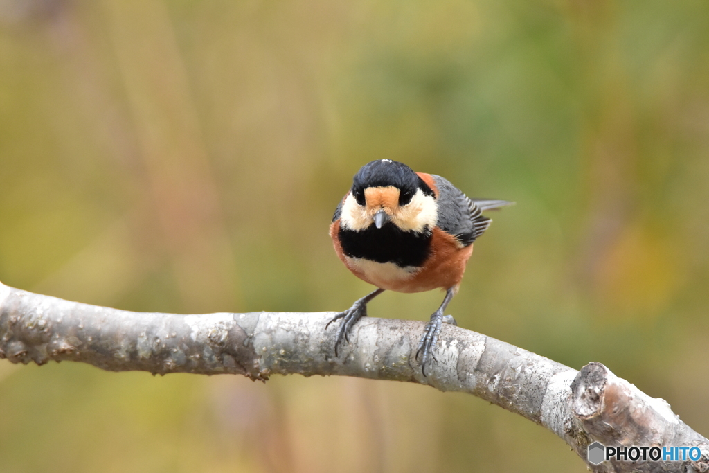 早くちょうだい♪