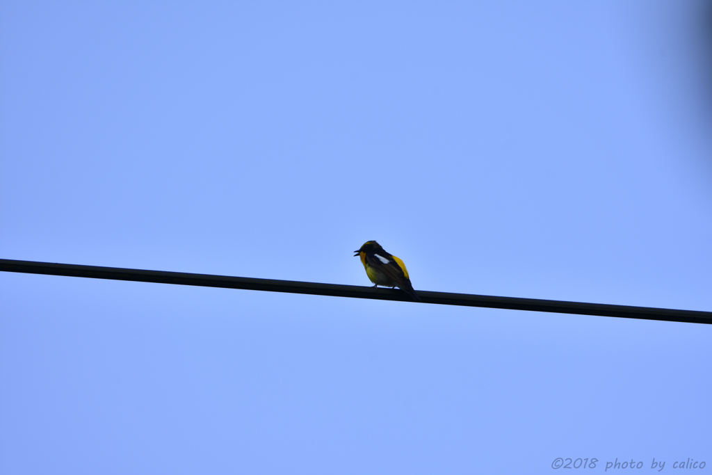 電線で朝を告げるキビタキ