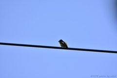 電線で朝を告げるキビタキ