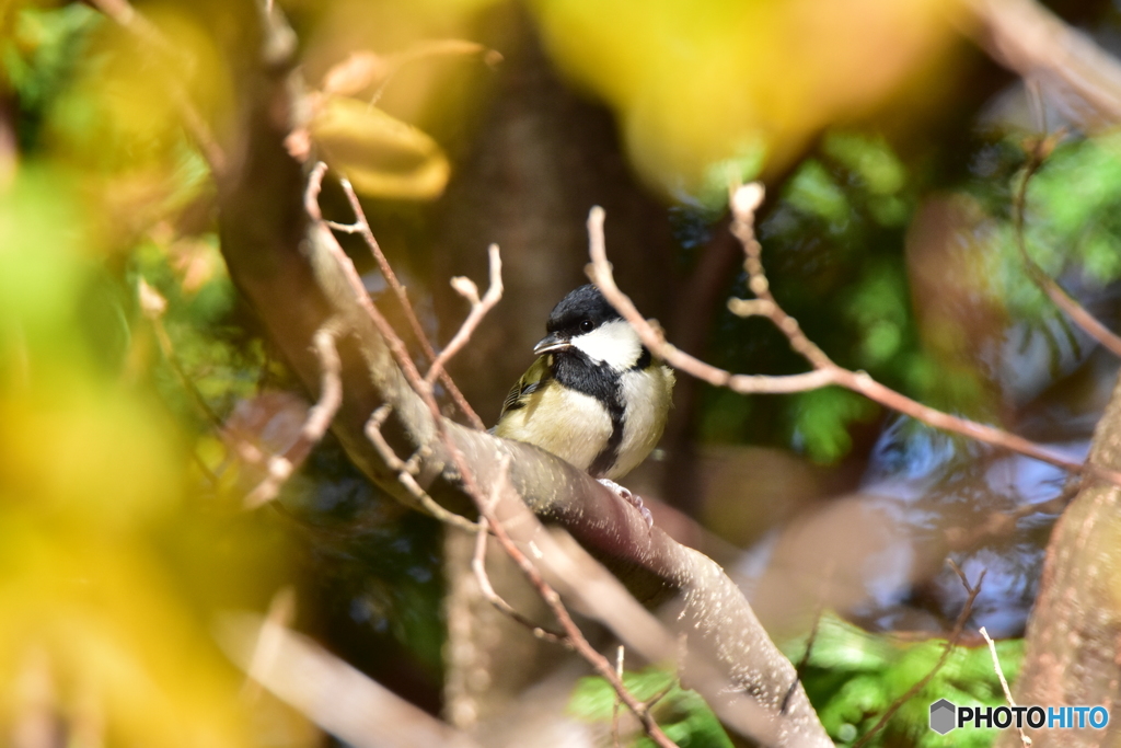 駆けつけたシジュウカラ