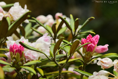 高嶺の花 Ⅱ
