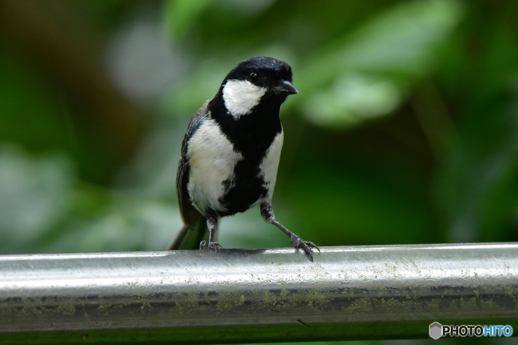 縄張りを守るシジュウカラ