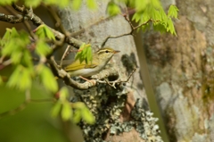 鶯色のセンダイムシクイ① 鶯色のセンダイムシクイ①