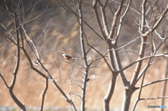 孤高の百舌鳥
