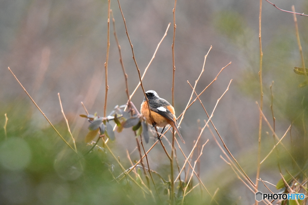 ふっくらジョウビタキ