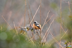ふっくらジョウビタキ ふっくらジョウビタキ