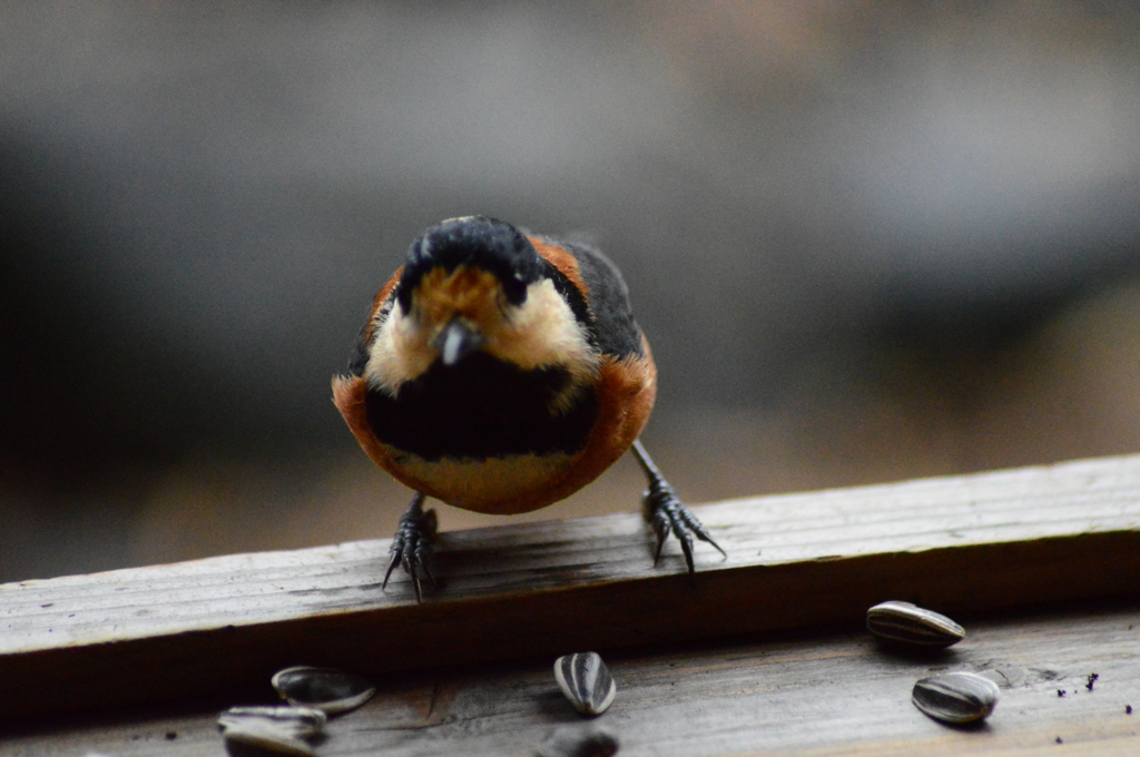 ウフフ(どれにしようかな～)