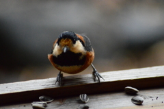 ウフフ(どれにしようかな～)
