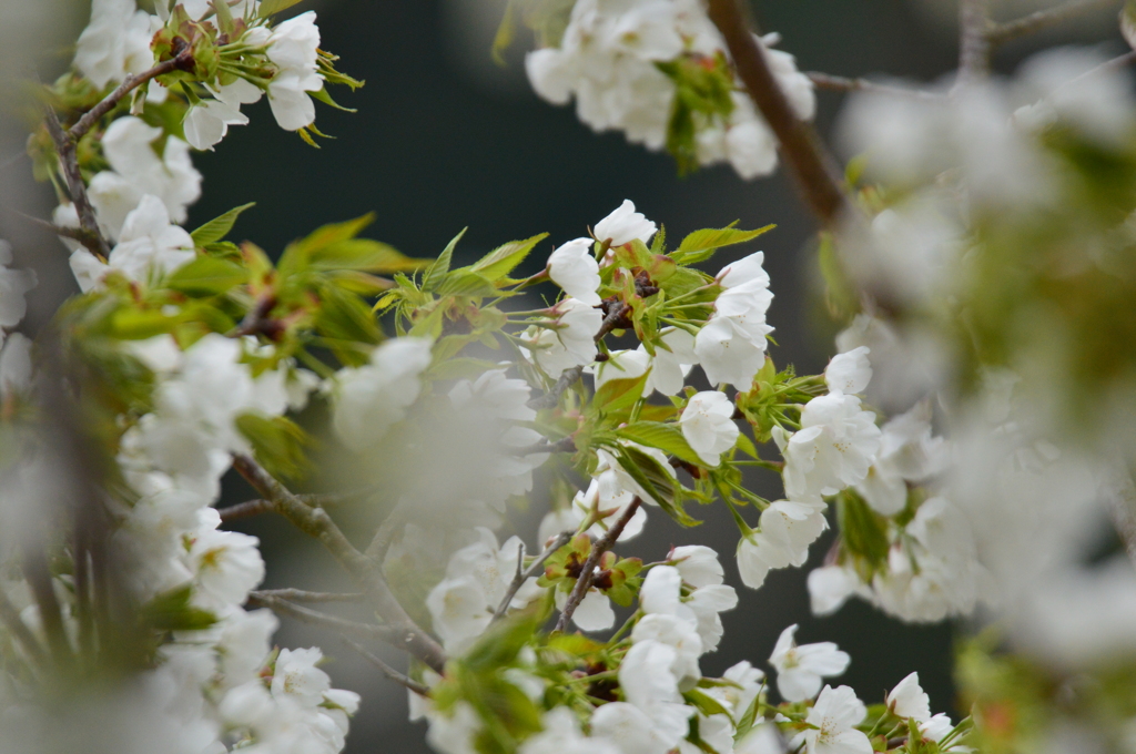 一分葉桜