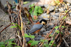 山葵田のヤマガラ