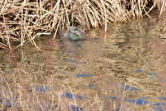 静かな狩り Ⅱ