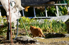 畑に侵入する猫