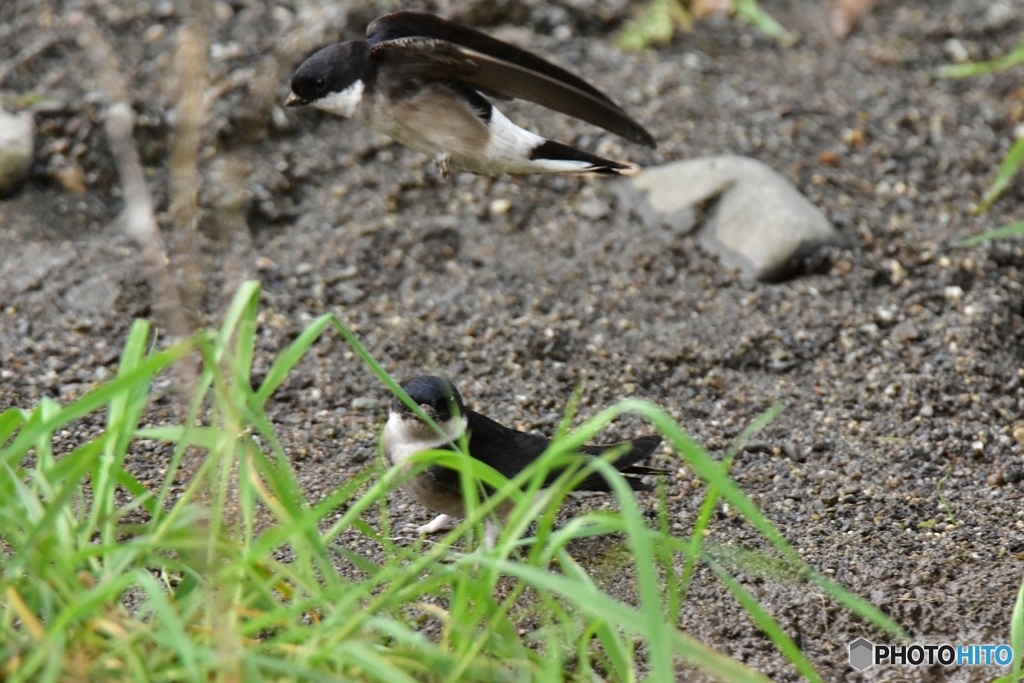 空飛ぶペンギン Ⅱ