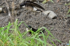 空飛ぶペンギン Ⅱ