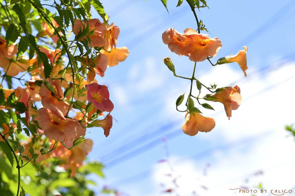 夏空と凌霄花