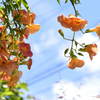 夏空と凌霄花