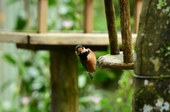 ピー助と遊ぶ  Ⅰ