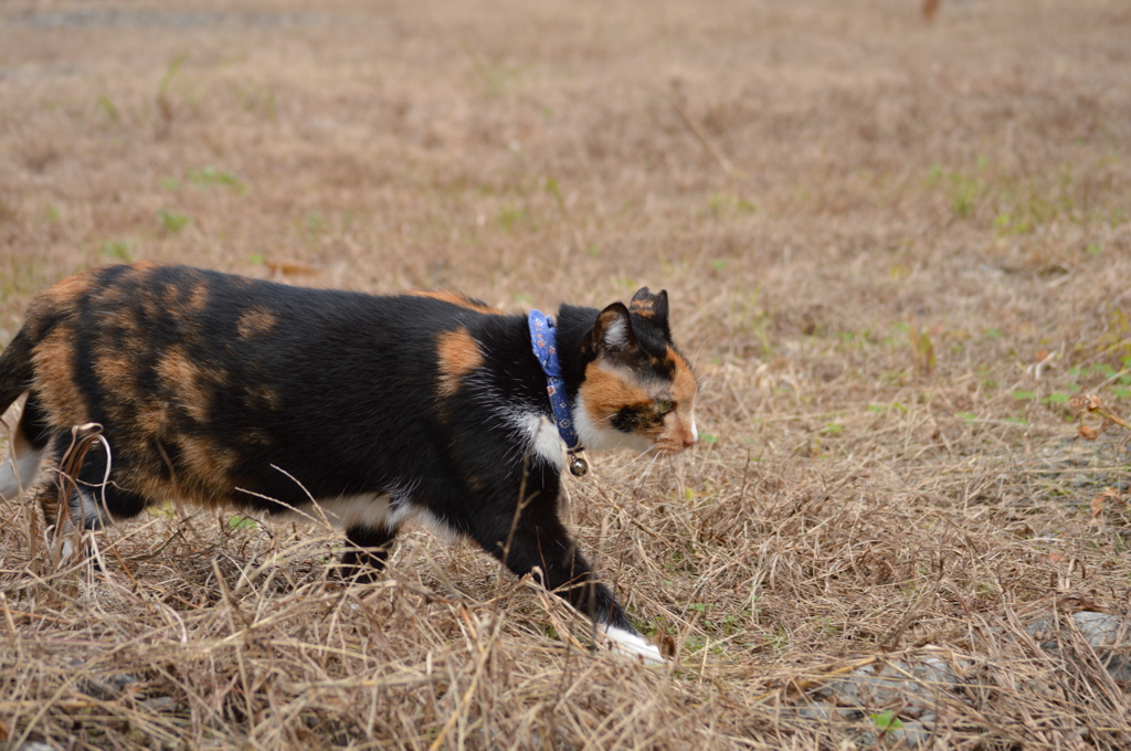 何かないかな～♪