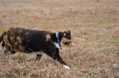 何かないかな～♪