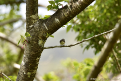 小さな渡り鳥