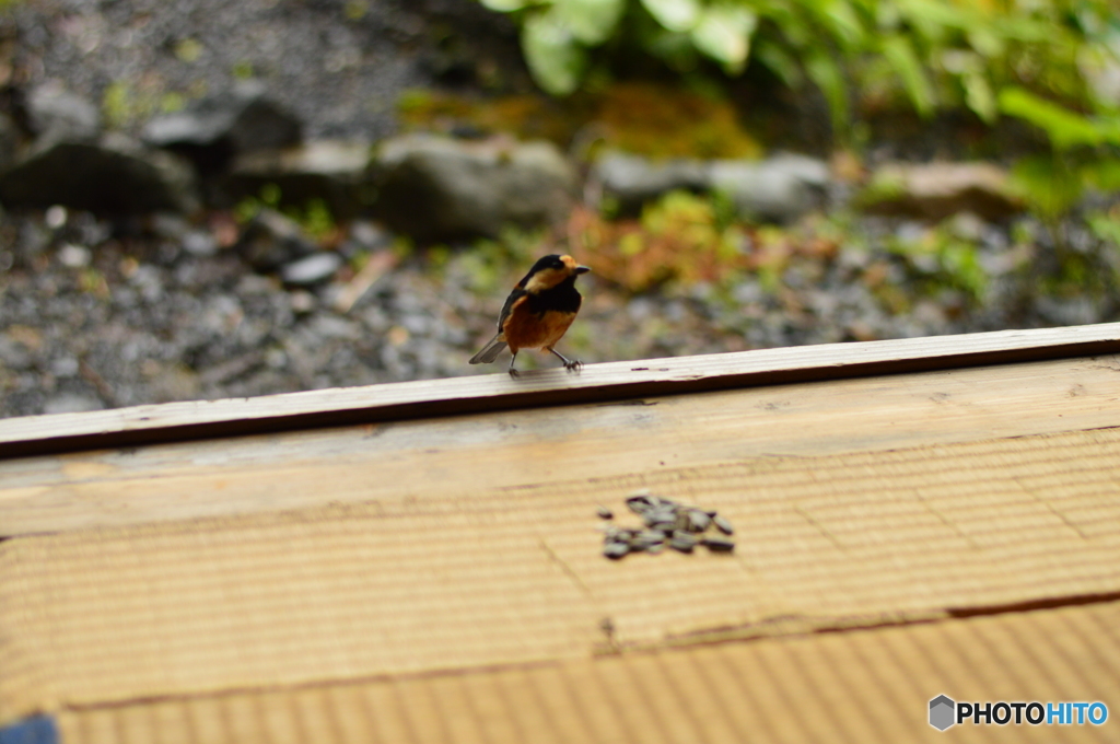 座敷ヤマガラ ピー助③