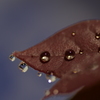 梅雨の雫 Ⅱ