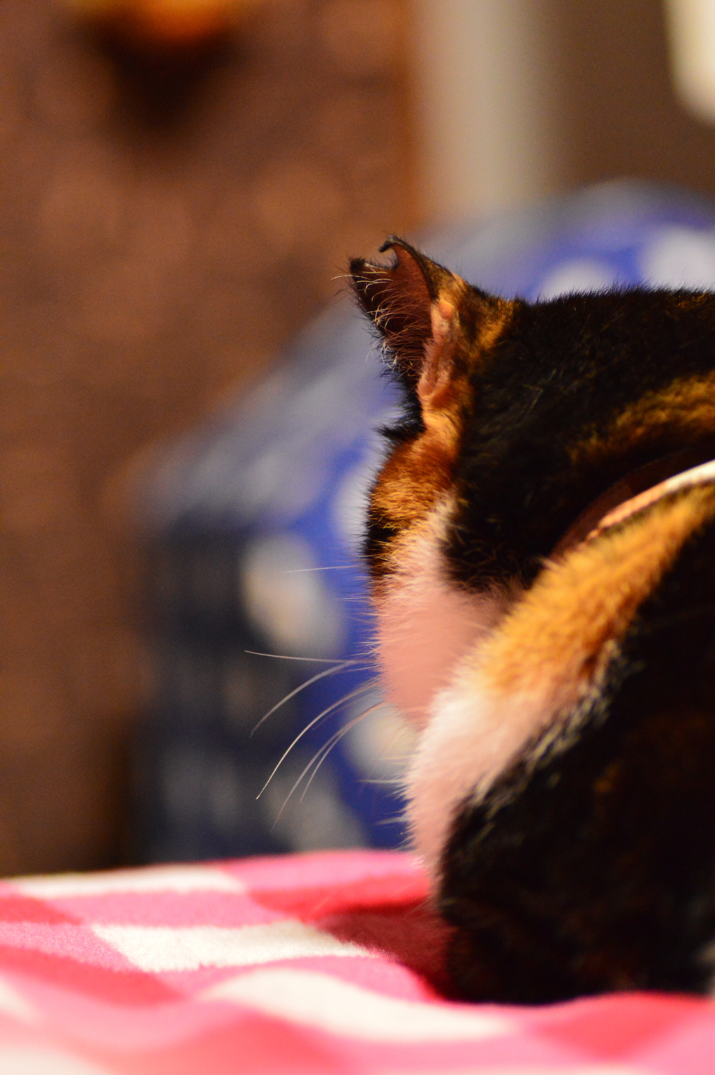 自分の家で寝ない猫