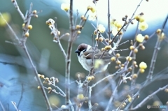 蝋梅と雀と